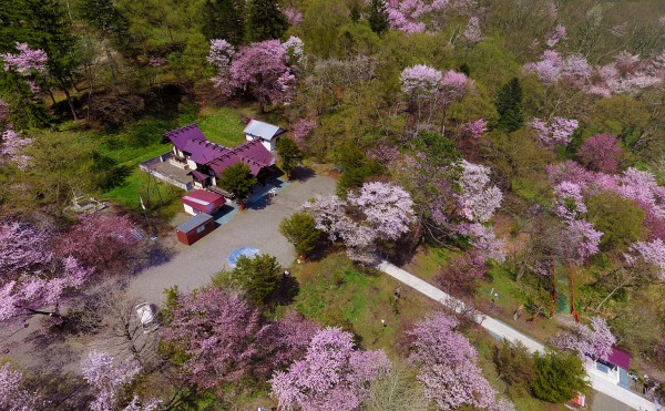 十勝の桜の名所・お花見スポット／山一面に咲き誇るエゾヤマザクラ「新得神社山」
