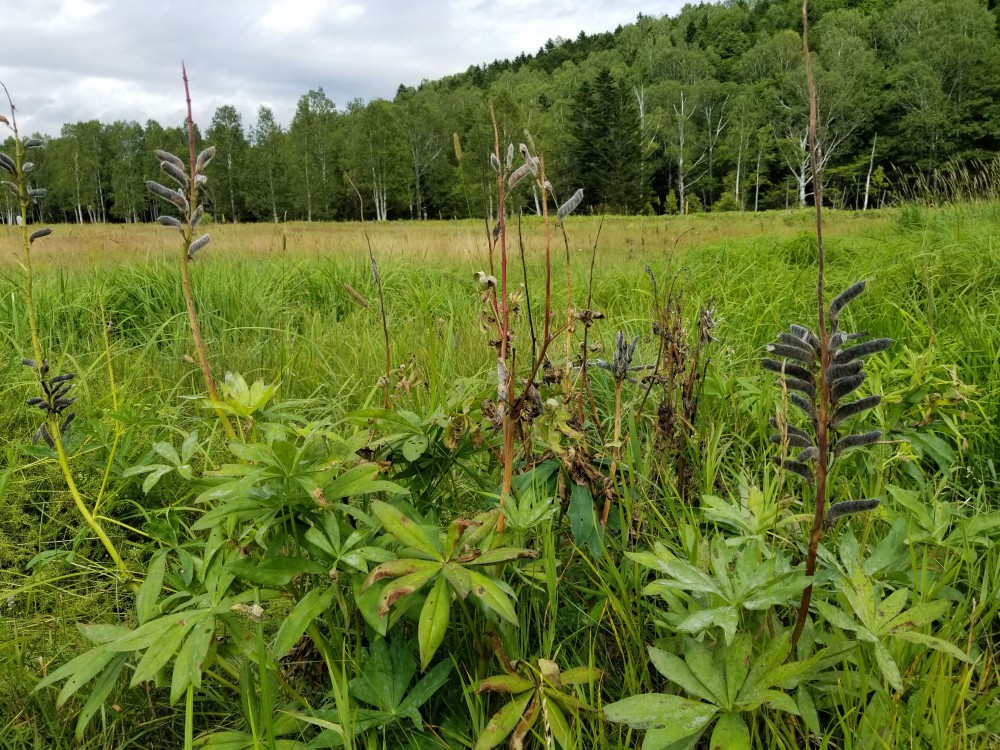 鉄道 02 山懐の廃駅 旧国鉄士幌線終点 十勝三股駅 公式 トカチニッチ