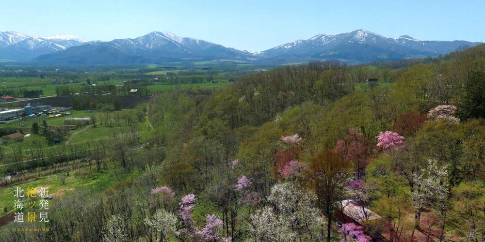 十勝の桜の名所 お花見スポット 山一面に咲き誇るエゾヤマザクラ 新得神社山 公式 トカチニッチ