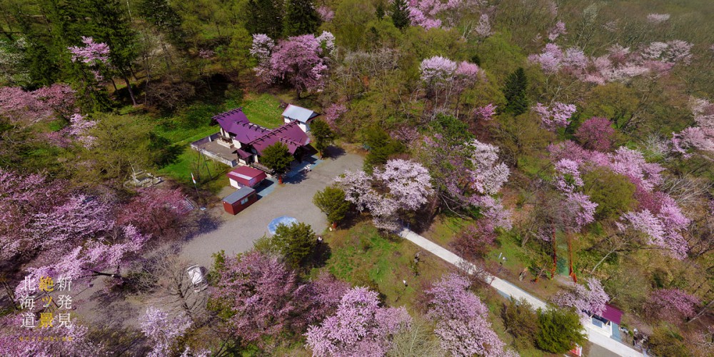 十勝の桜の名所 お花見スポット 山一面に咲き誇るエゾヤマザクラ 新得神社山 公式 トカチニッチ