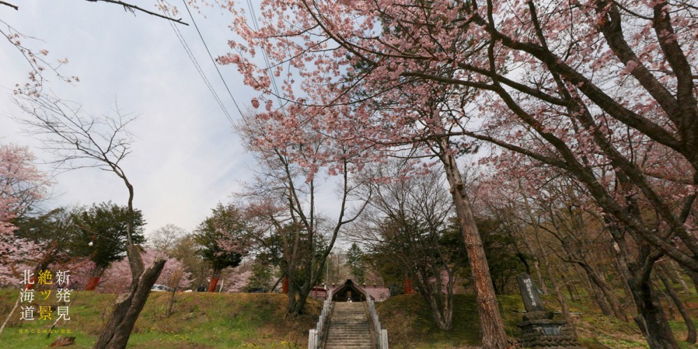 十勝の桜の名所 お花見スポット 山一面に咲き誇るエゾヤマザクラ 新得神社山 公式 トカチニッチ