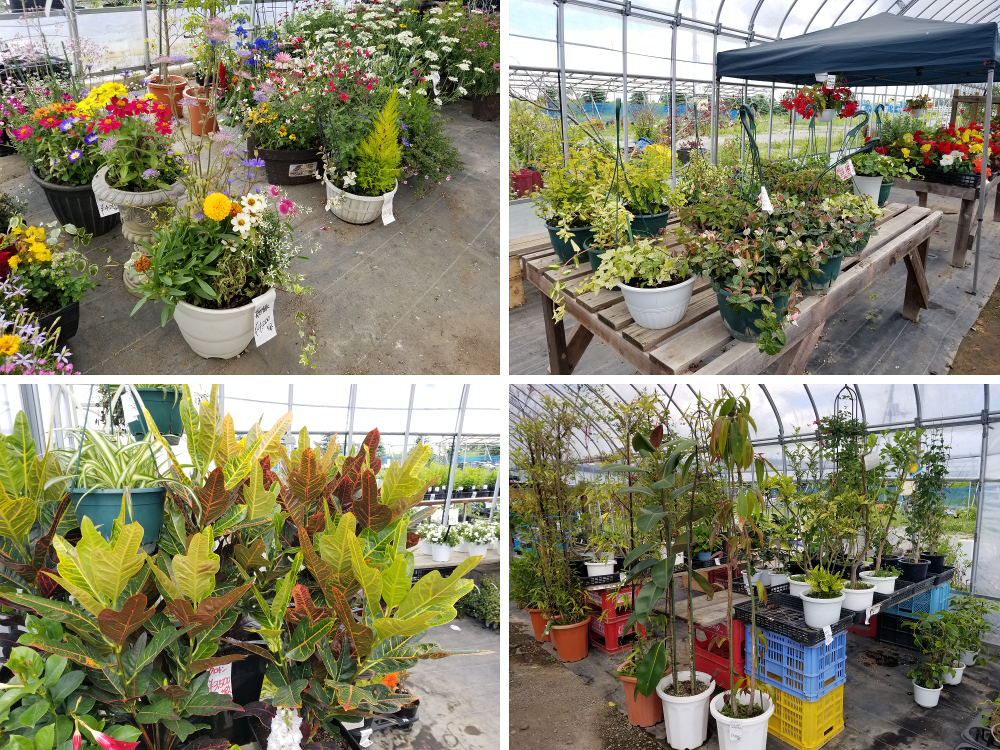 ★値下げしました■ホーロー行先板「帯広ー池田/池田ー帯広」○池 7月19日（土）池田浩二選手SGグランドチャンピオン優勝報告会