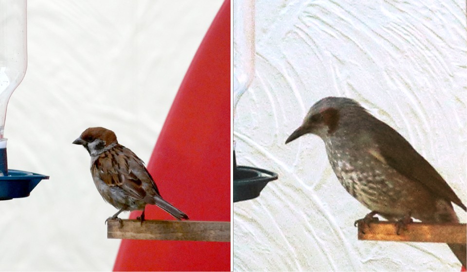 ペット米？お米屋さんで野鳥のエサを手に入れた話／野鳥を飼う