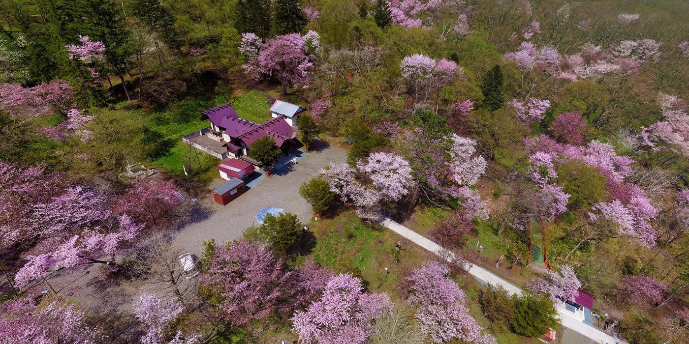 十勝の桜の名所・お花見スポット／山一面に咲き誇るエゾヤマザクラ「新得神社山」