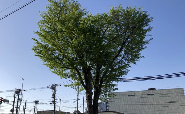 【情報求ム！】帯広市東の国道沿いにある“ハートの木”の正体とは？